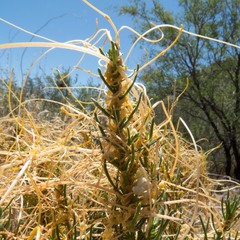 Cuscuta indecora