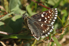 Pyrgus malvae