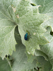 Oreina cacaliae