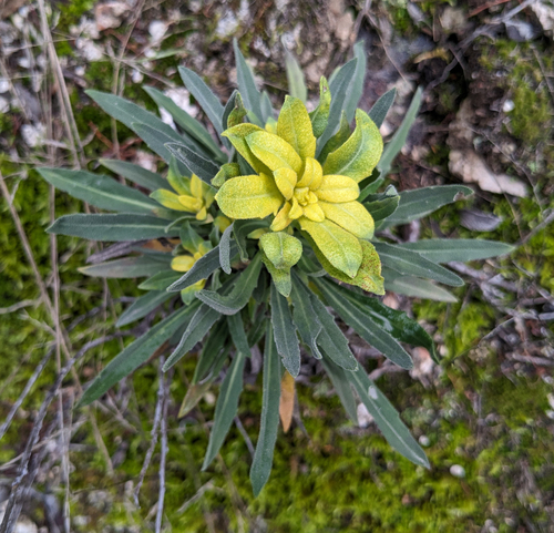 Mustard Flower Rust