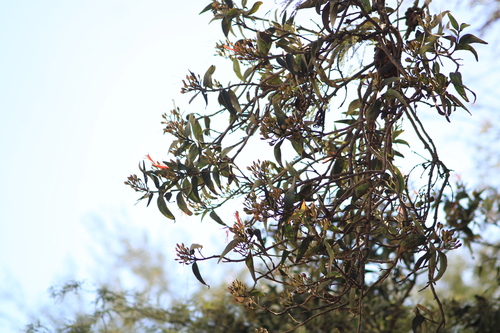 Image of Psittacanthus calyculatus by (c) Ricardo Betancourt Sánchez, some rights reserved (CC BY)