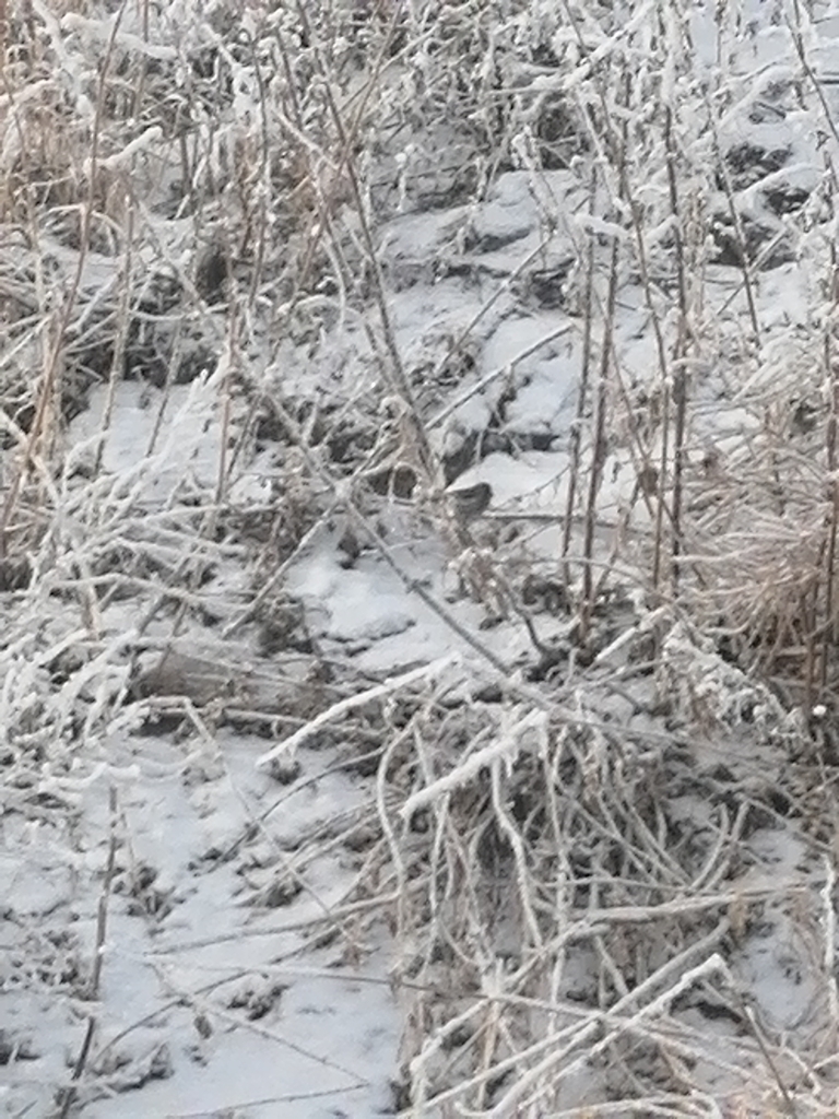 Common Redpoll from Chitinskiy rayon, RU-ZB, RU on January 1, 2024 at ...