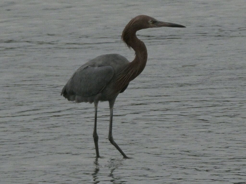 reddish-egret-from-point-loma-san-diego-ca-usa-on-december-31-2023