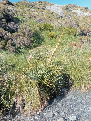 Aciphylla scott-thomsonii (Aciphylla scott-thomsonii)