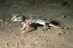 Holodactylus africanus