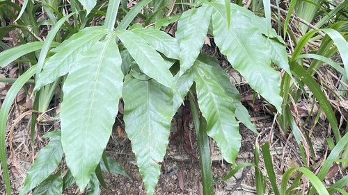 Tectaria harlandii iNat (2)