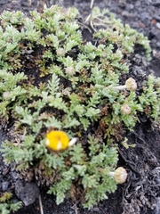 Anthemis aetnensis