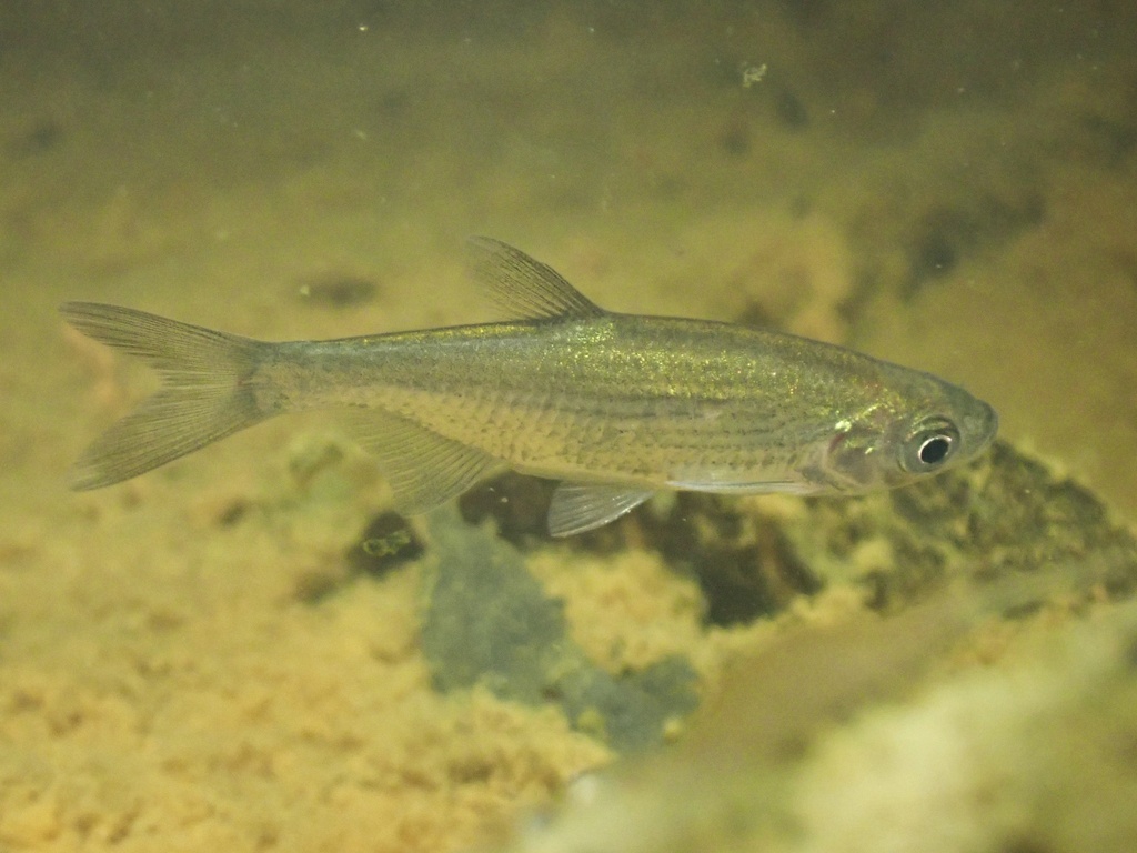 Lined minnow (Metzia lineata) — Cyprinidae