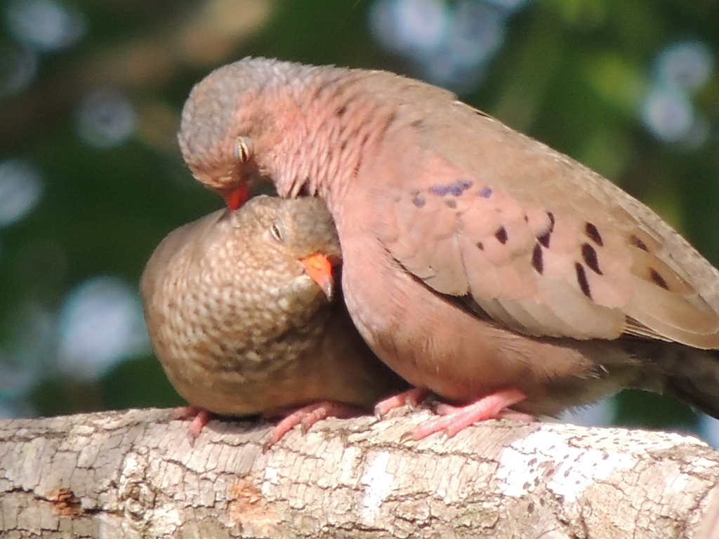 Small Ground Doves