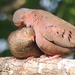 Small Ground Doves - Photo (c) Sue Wetmore, some rights reserved (CC BY-NC), uploaded by Sue Wetmore