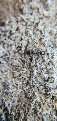 Temnothorax longispinosus