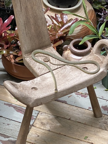 Common Tree Snake sighting