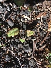 Erythronium americanum