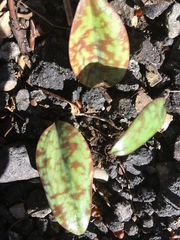 Erythronium americanum
