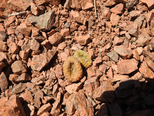 Puna clavarioides