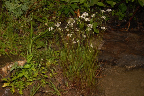 Harperella (Harperella nodosa)