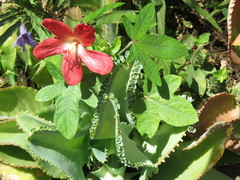 Abelmoschus sagittifolius