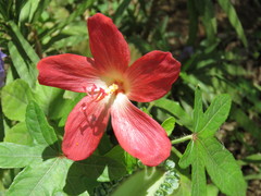 Abelmoschus sagittifolius