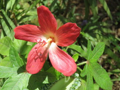 Abelmoschus sagittifolius