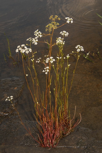 Image of Harperella nodosa by (c) Brian Finzel, some rights reserved (CC BY-SA)