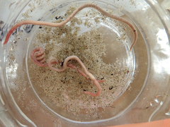 Glyceridae