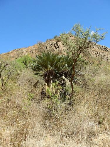 Image of Trithrinax campestris by (c) Agustín Zarco, some rights reserved (CC BY)