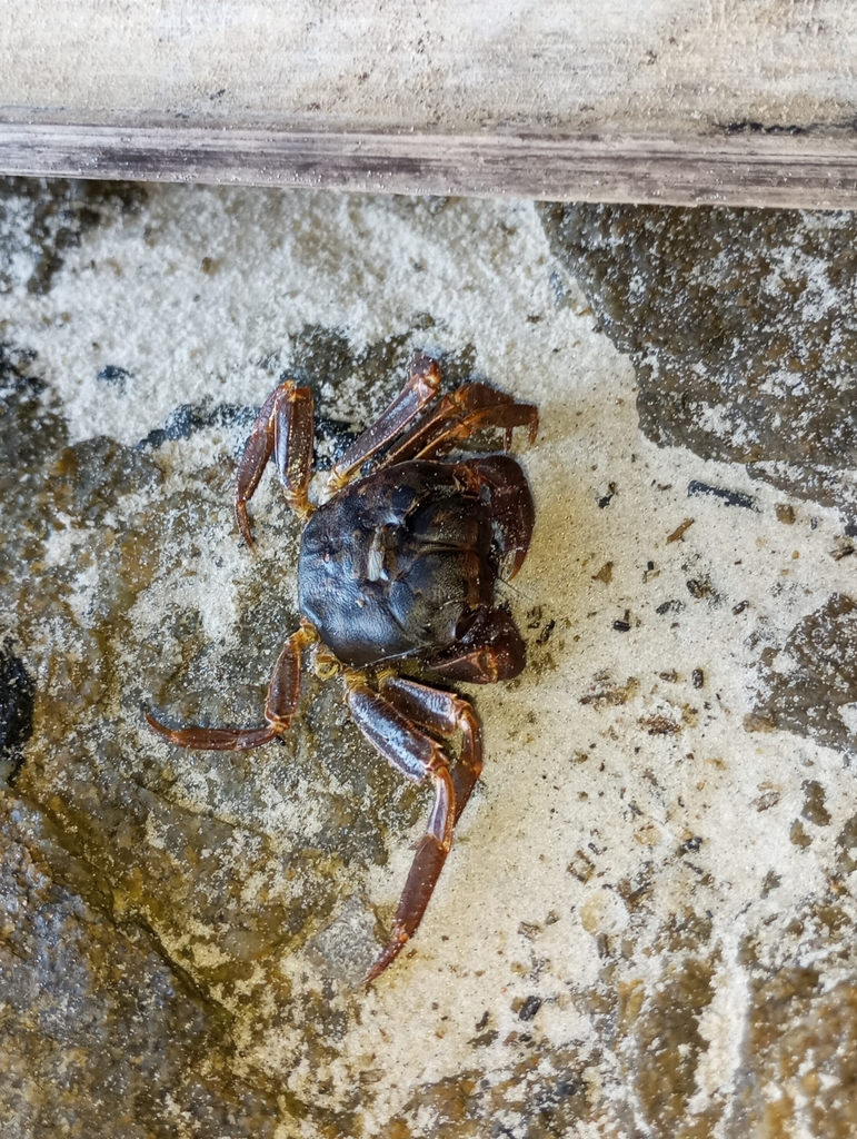 Armases angustipes