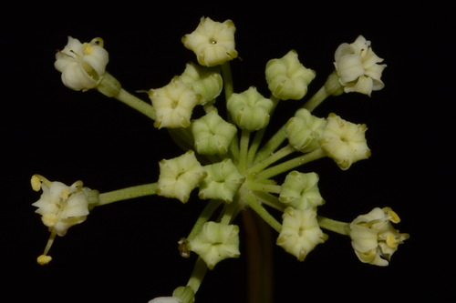 Image of Thaspium pinnatifidum by (c) Brian Finzel, some rights reserved (CC BY-SA)