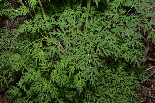 Image of Thaspium pinnatifidum by (c) Brian Finzel, some rights reserved (CC BY-SA)