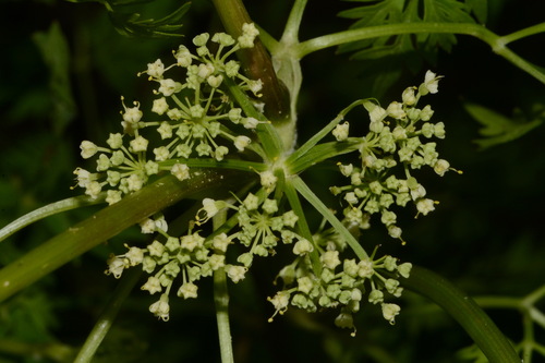 Image of Thaspium pinnatifidum by (c) Brian Finzel, some rights reserved (CC BY-SA)