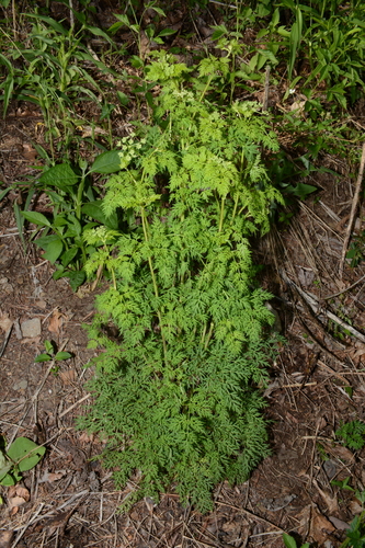 Image of Thaspium pinnatifidum by (c) Brian Finzel, some rights reserved (CC BY-SA)