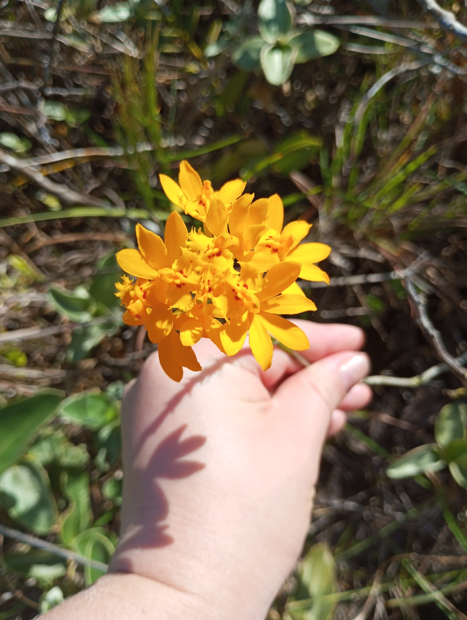 Imagem de Orquídea