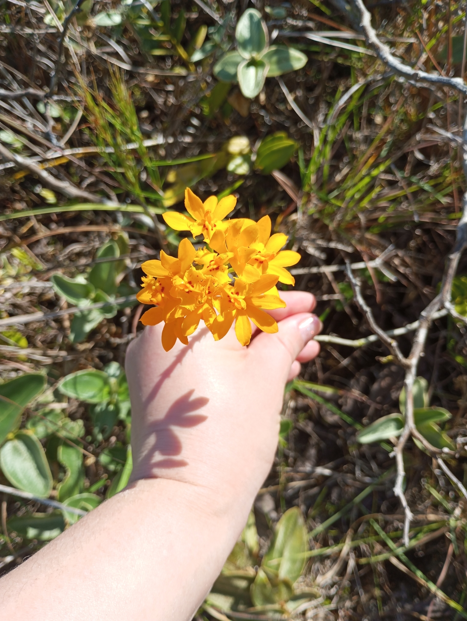 Imagem de Orquídea