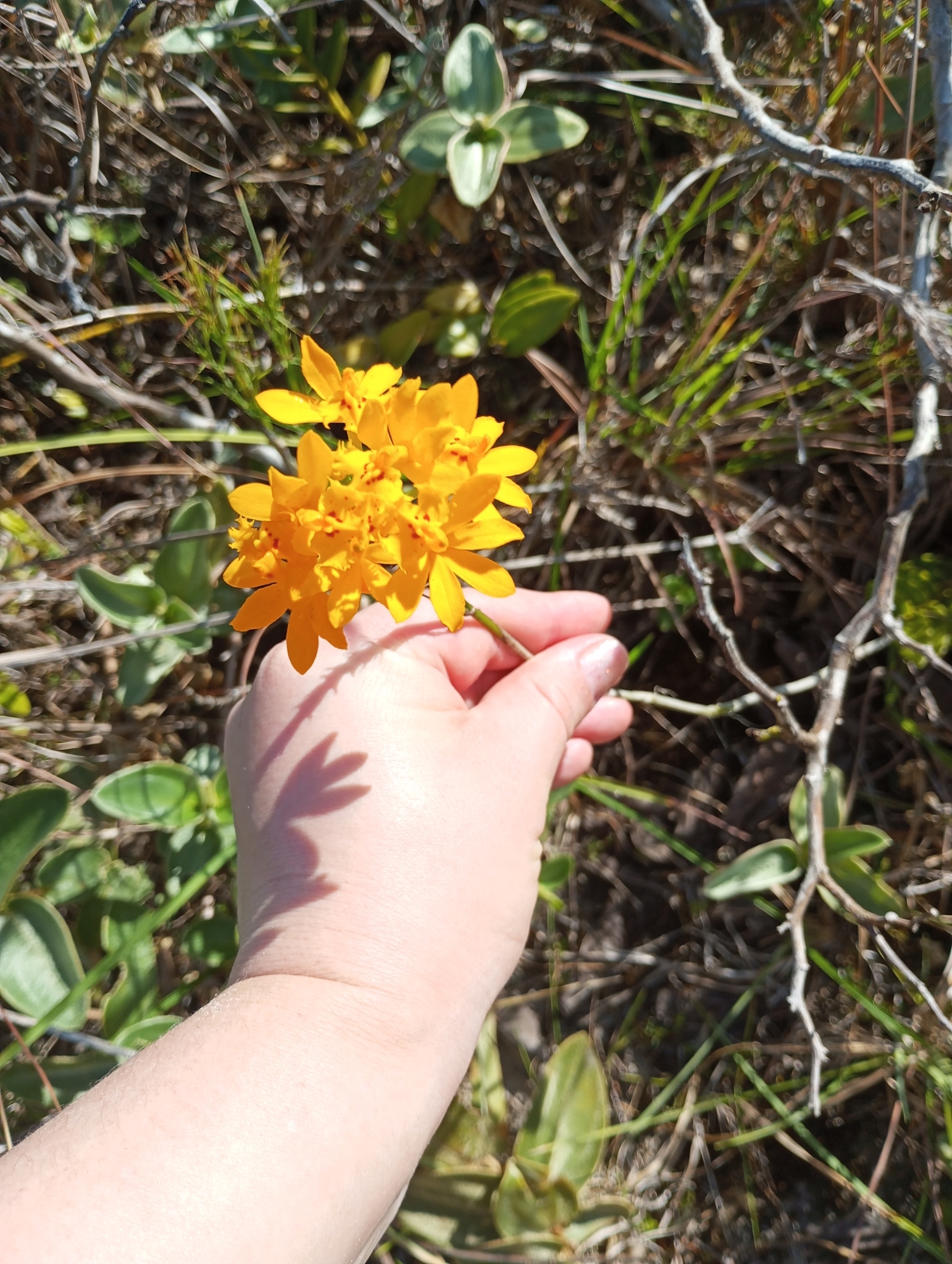 Imagem de Orquídea