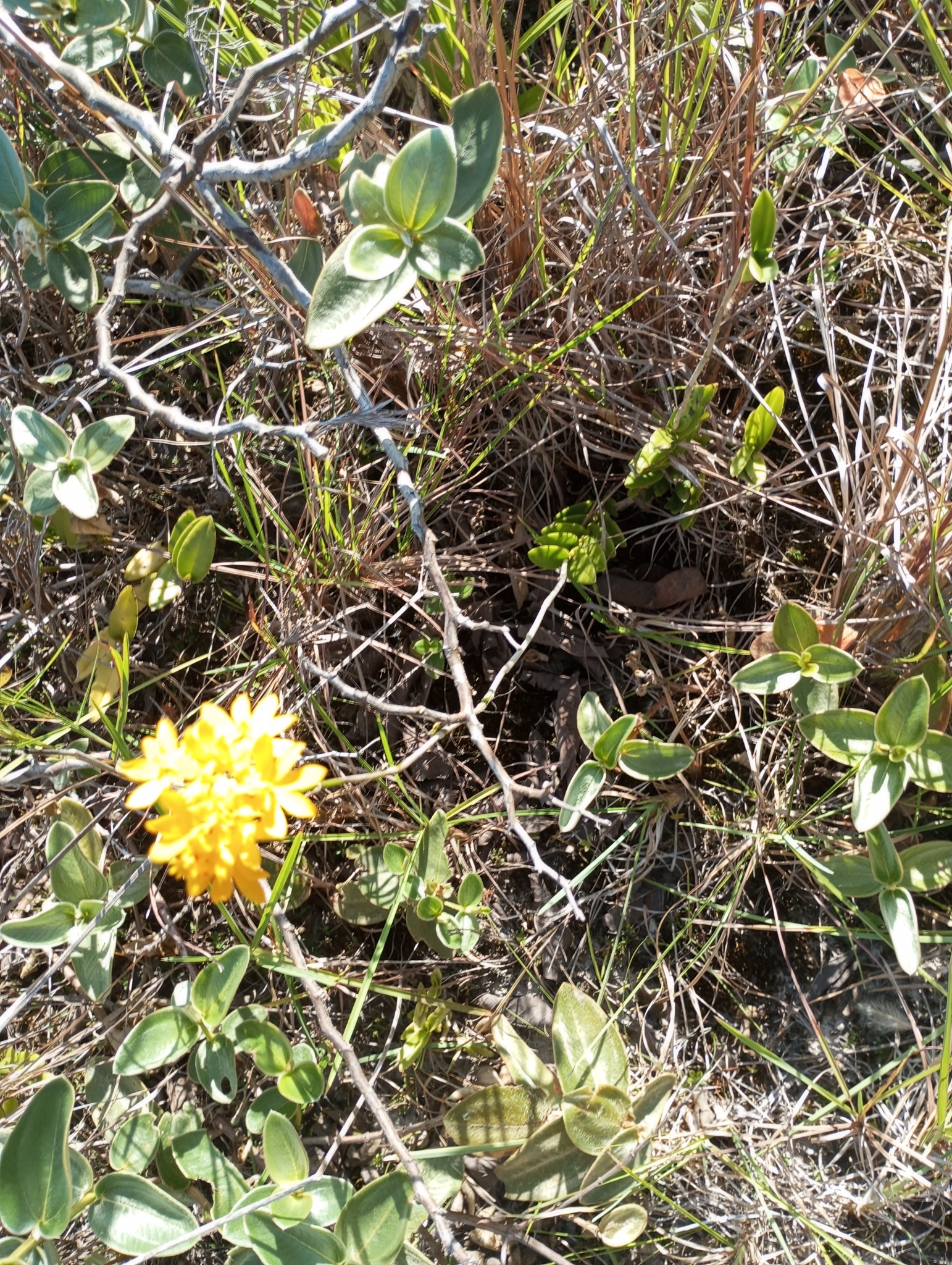 Imagem de Orquídea
