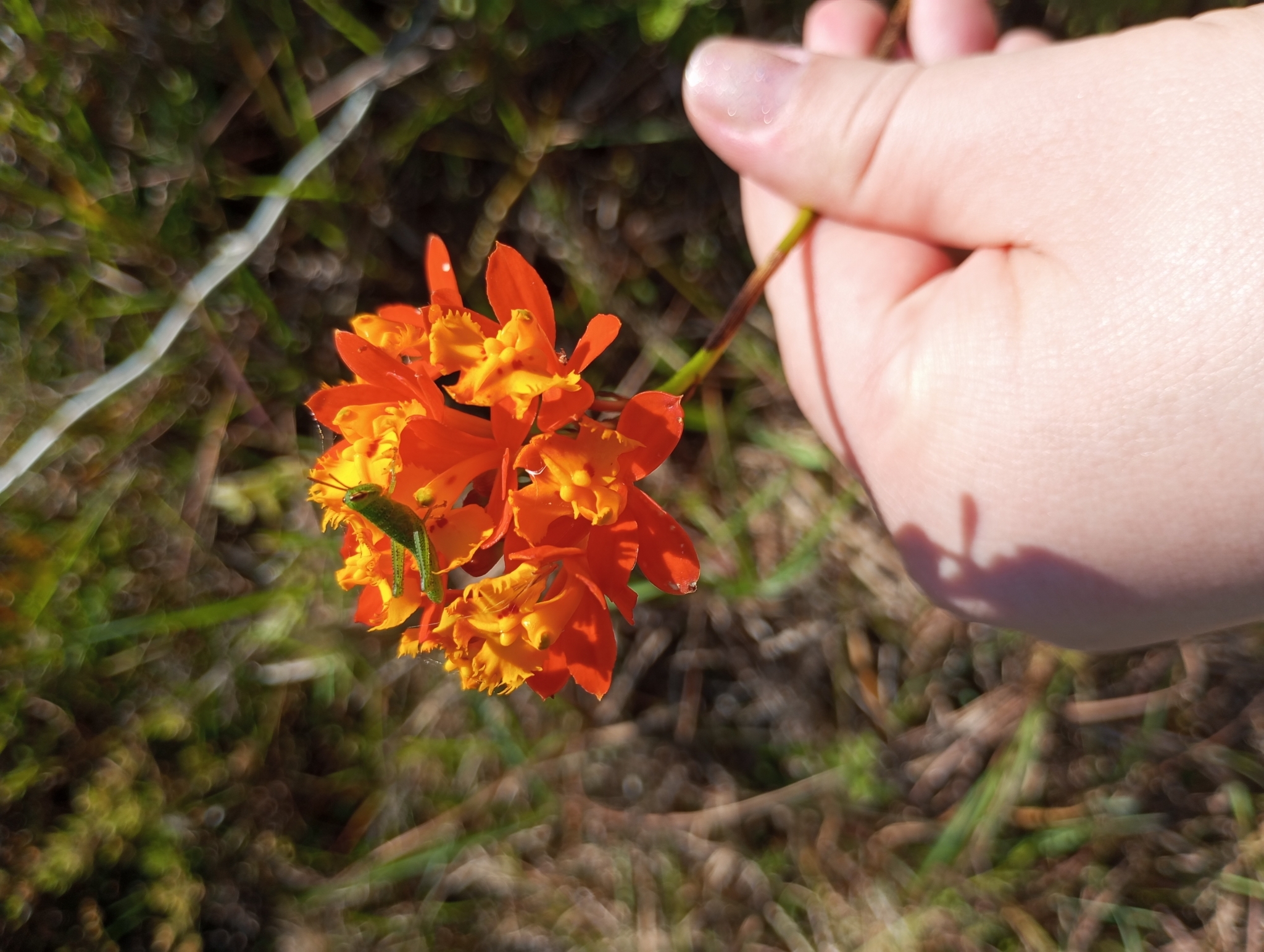 Imagem de Orquídea