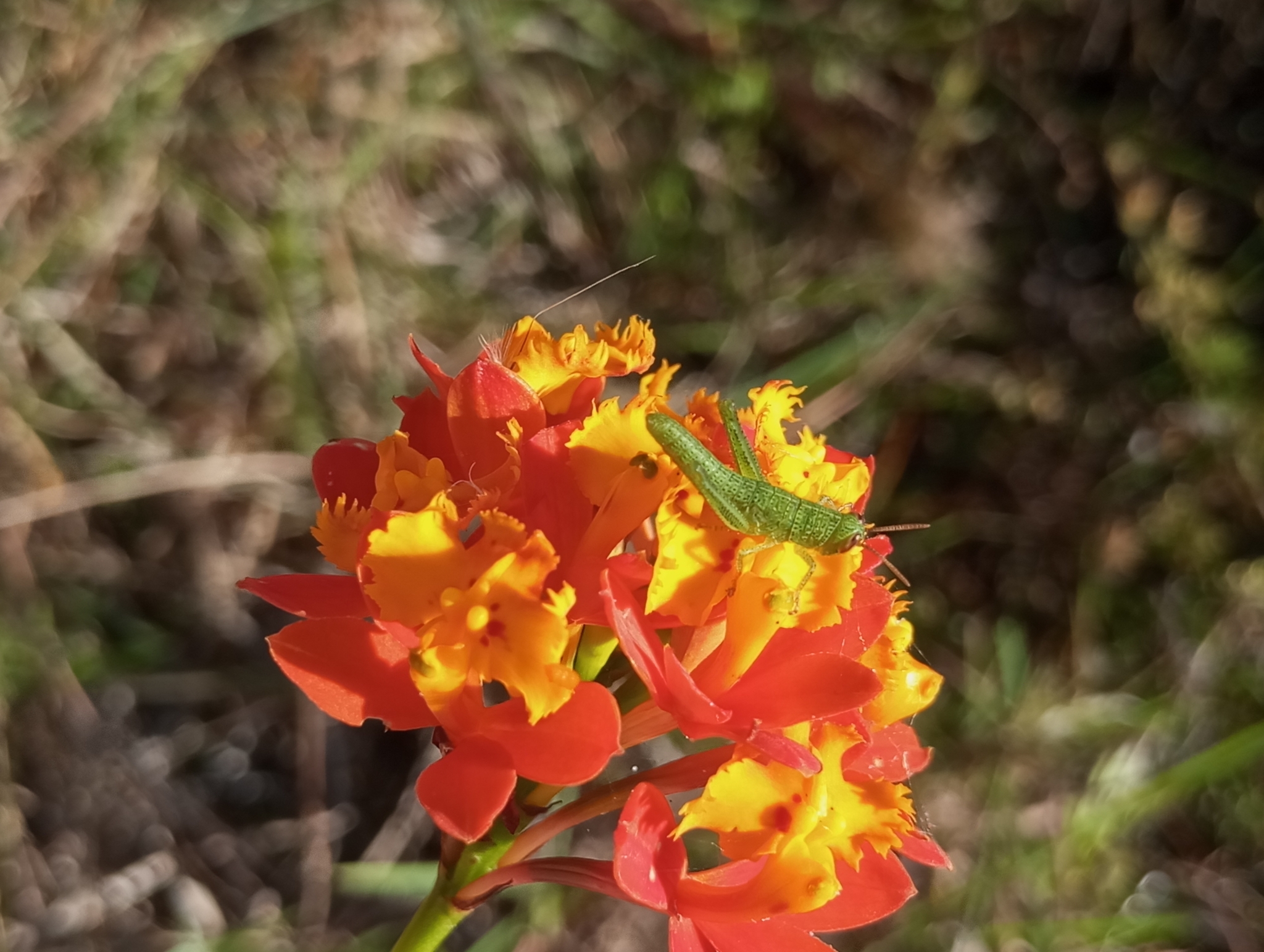 Imagem de Orquídea