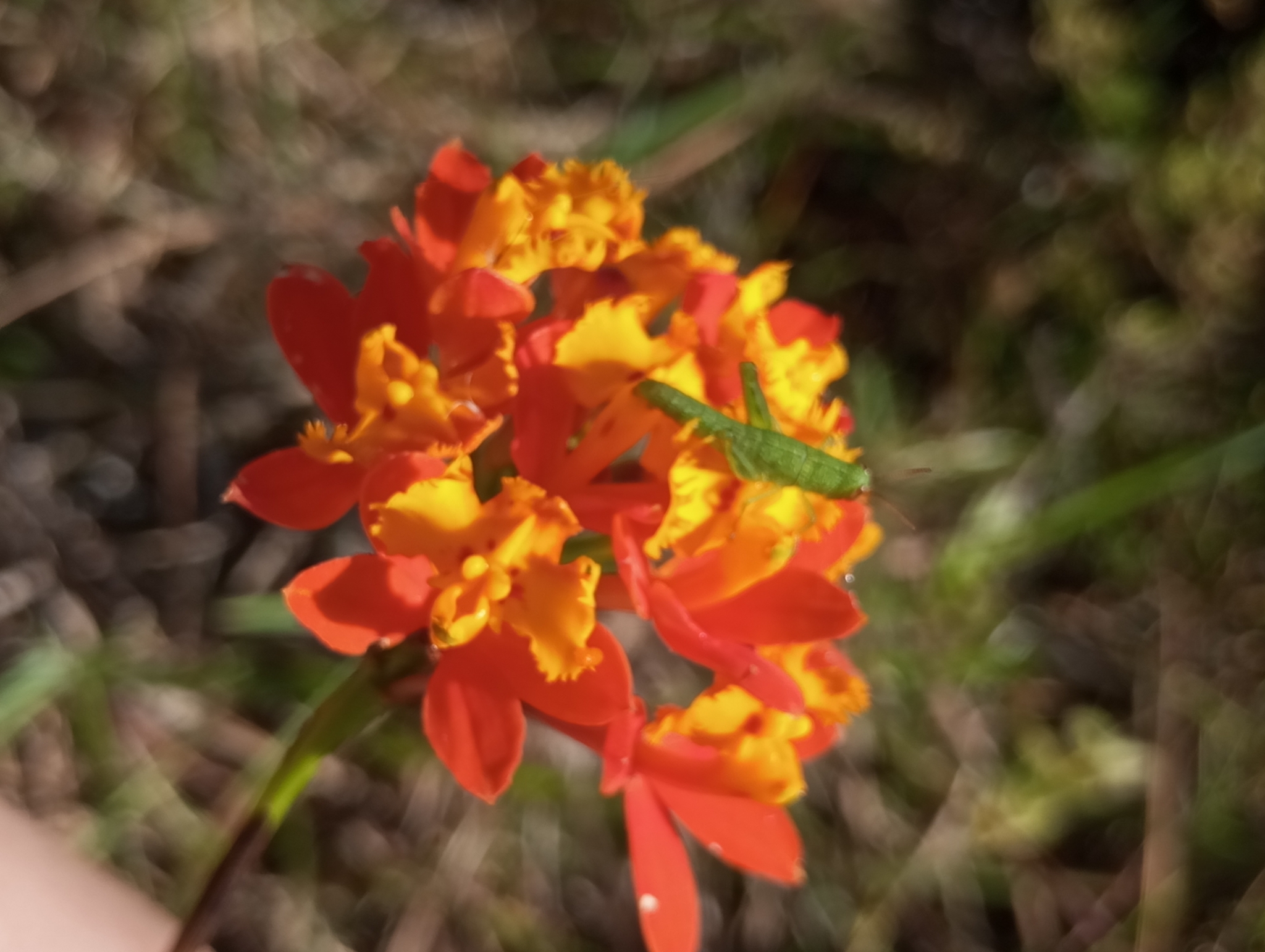 Imagem de Orquídea