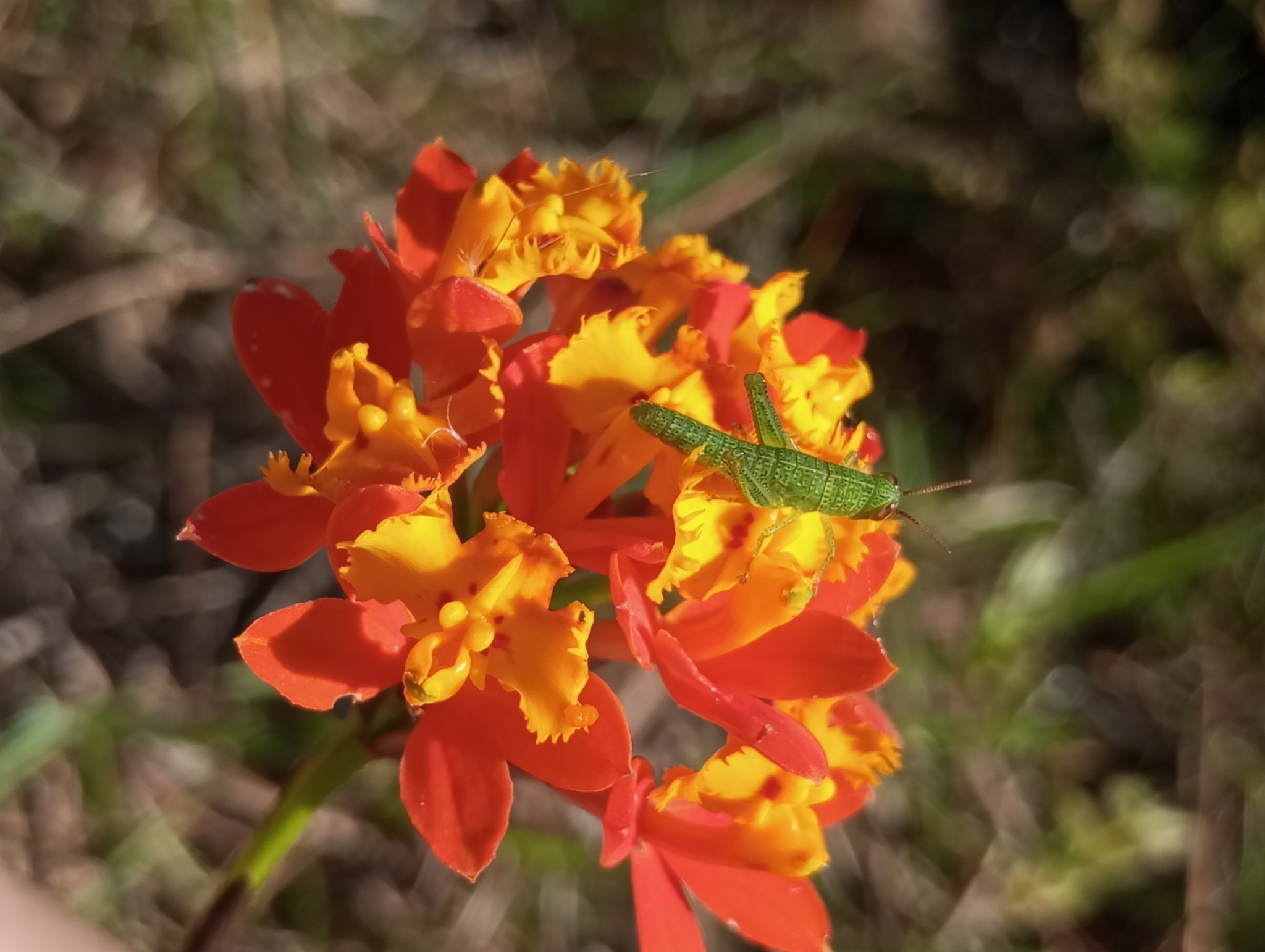 Imagem de Orquídea
