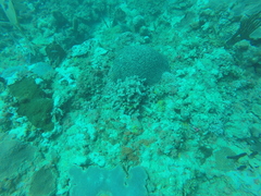 Pseudodiploria strigosa