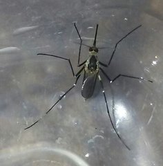 Aedes triseriatus