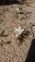 Ornithogalum corsicum