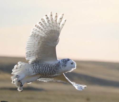 Búho nival (Bubo scandiacus)