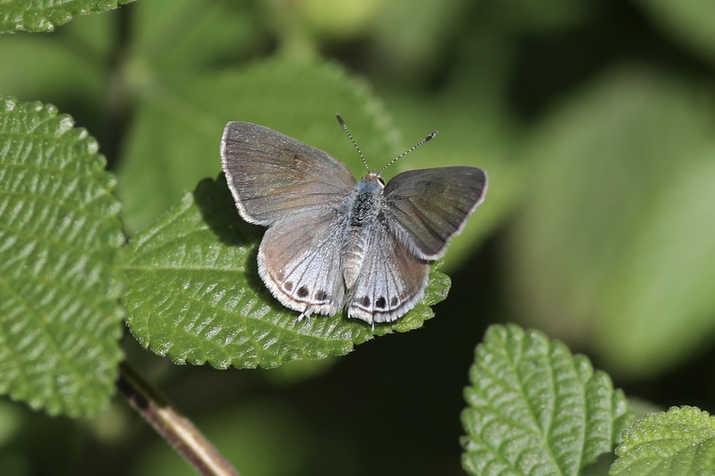 Mallow ScrubHairstreak from Harlingen, TX, USA on December 29, 2023 by