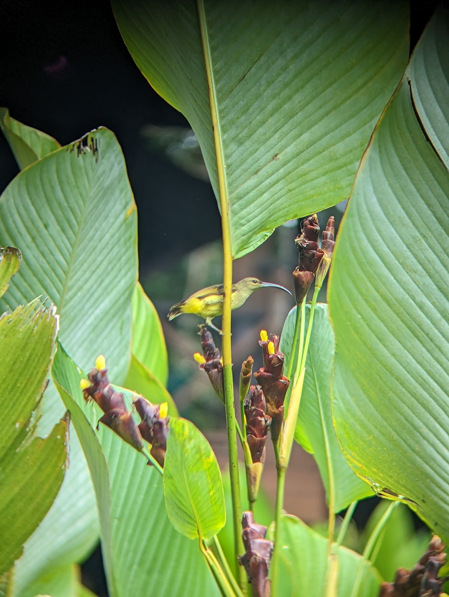 Long-billed Spiderhunter (Arachnothera robusta), photo 4