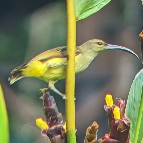 Long-billed Spiderhunter (Arachnothera robusta), photo 5