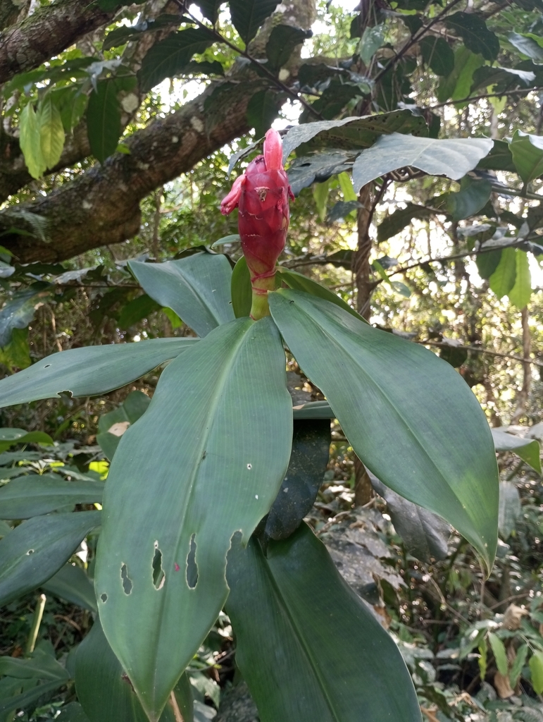 Foto de Cana-do-brejo