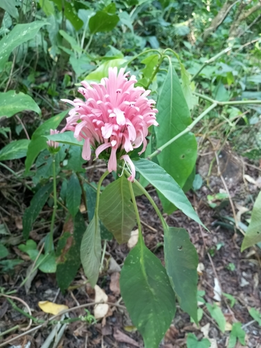 Foto de Quaresmeira