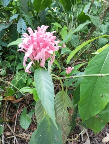 Foto de Quaresmeira
