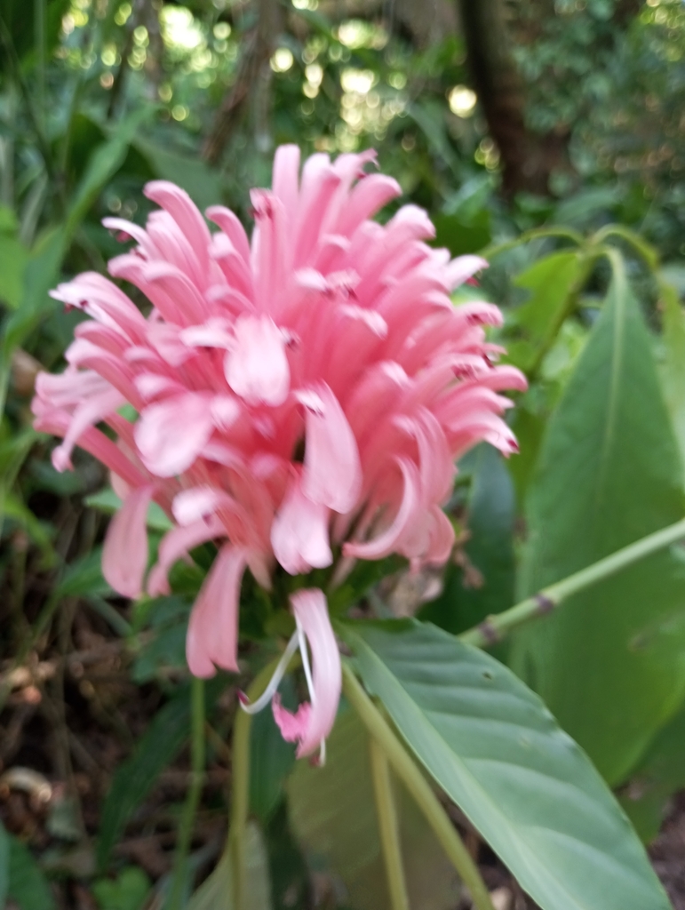 Foto de Quaresmeira